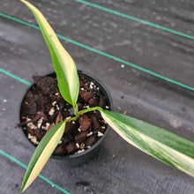 Load image into Gallery viewer, #390 Variegated Epipremnum Amplissimum - Rooted cutting