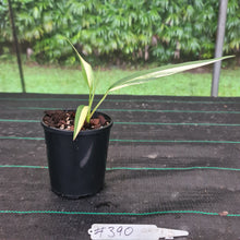 Load image into Gallery viewer, #390 Variegated Epipremnum Amplissimum - Rooted cutting