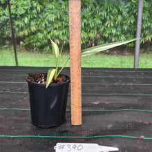 Load image into Gallery viewer, #390 Variegated Epipremnum Amplissimum - Rooted cutting