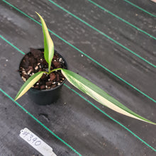 Load image into Gallery viewer, #390 Variegated Epipremnum Amplissimum - Rooted cutting