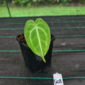 #508 Anthurium Magnificum Hybrid x