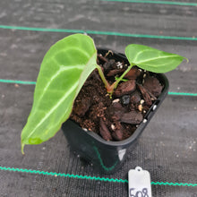 Load image into Gallery viewer, #508 Anthurium Magnificum Hybrid x