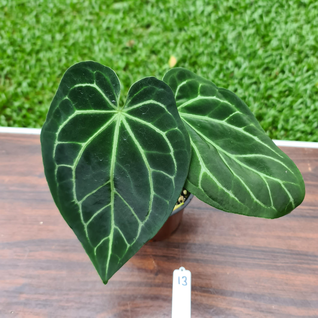 #13 Anthurium Magnificum Hybrid x