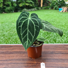 Load image into Gallery viewer, #13 Anthurium Magnificum Hybrid x