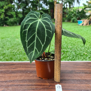 #13 Anthurium Magnificum Hybrid x