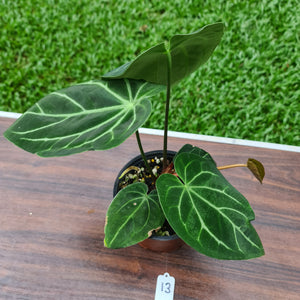 #13 Anthurium Magnificum Hybrid x