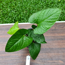 Load image into Gallery viewer, #7 Anthurium &#39;Bosworth&#39;
