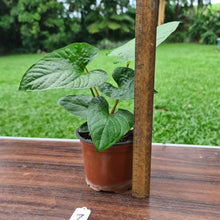 Load image into Gallery viewer, #7 Anthurium &#39;Bosworth&#39;