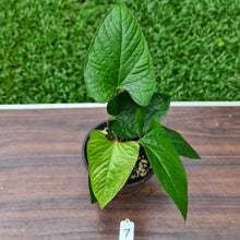 Load image into Gallery viewer, #7 Anthurium &#39;Bosworth&#39;
