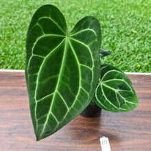 Load image into Gallery viewer, #10 Anthurium Magnificum Hybrid x