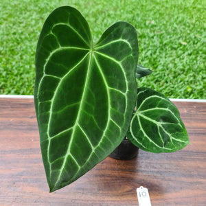 #10 Anthurium Magnificum Hybrid x