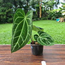 Load image into Gallery viewer, #10 Anthurium Magnificum Hybrid x