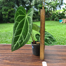 Load image into Gallery viewer, #10 Anthurium Magnificum Hybrid x