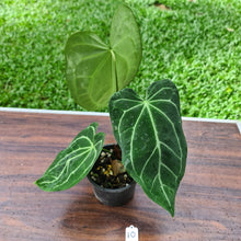 Load image into Gallery viewer, #10 Anthurium Magnificum Hybrid x