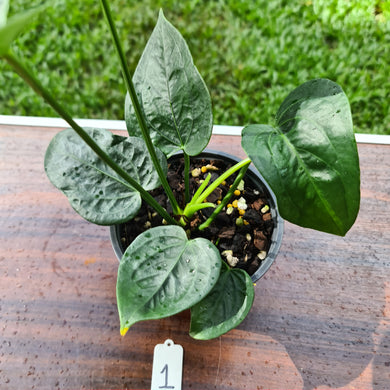#1 Anthurium Lilacinum (Amnicola?) x Forgetii