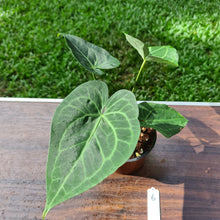 Load image into Gallery viewer, #6 Anthurium Leuconeurum