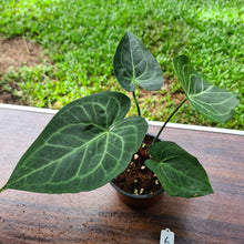 Load image into Gallery viewer, #6 Anthurium Leuconeurum