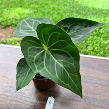 Load image into Gallery viewer, #6 Anthurium Leuconeurum