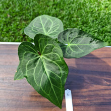 Load image into Gallery viewer, #6 Anthurium Leuconeurum