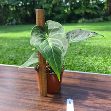 Load image into Gallery viewer, #6 Anthurium Leuconeurum