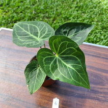 Load image into Gallery viewer, #6 Anthurium Leuconeurum