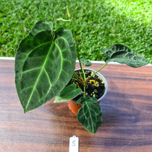 Load image into Gallery viewer, #5 Anthurium Forgetii x Crystallinum - Flowering maturity