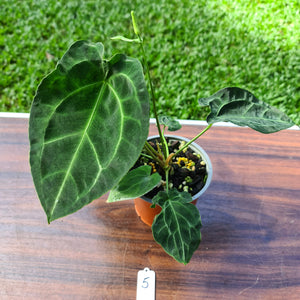 #5 Anthurium Forgetii x Crystallinum - Flowering maturity