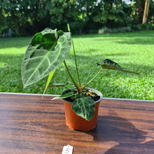 Load image into Gallery viewer, #5 Anthurium Forgetii x Crystallinum - Flowering maturity