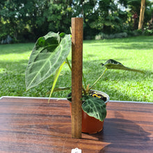 Load image into Gallery viewer, #5 Anthurium Forgetii x Crystallinum - Flowering maturity