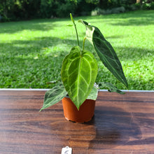Load image into Gallery viewer, #5 Anthurium Forgetii x Crystallinum - Flowering maturity