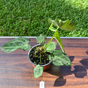 #5 Anthurium Forgetii x Crystallinum - Flowering maturity