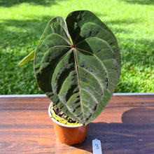 Load image into Gallery viewer, #3 Anthurium Hoffmanii