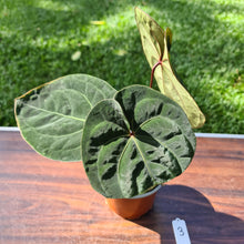 Load image into Gallery viewer, #3 Anthurium Hoffmanii