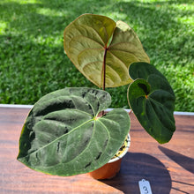 Load image into Gallery viewer, #3 Anthurium Hoffmanii