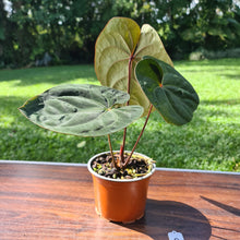 Load image into Gallery viewer, #3 Anthurium Hoffmanii
