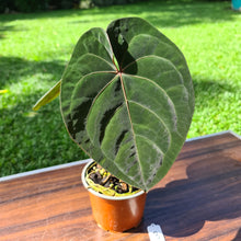 Load image into Gallery viewer, #3 Anthurium Hoffmanii