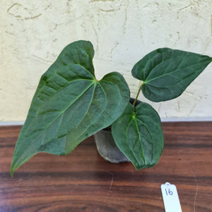 #16 Anthurium Luxurians x Crystallinum