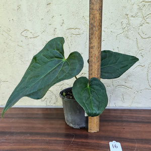 #16 Anthurium Luxurians x Crystallinum