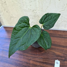 Load image into Gallery viewer, #16 Anthurium Luxurians x Crystallinum