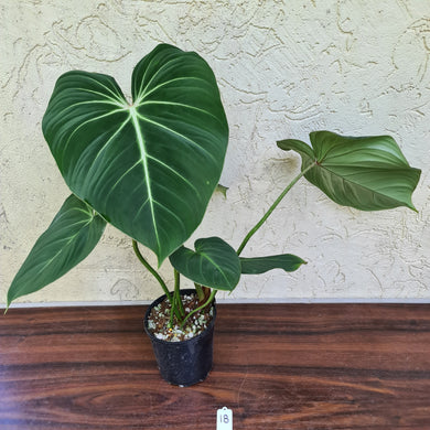 #18 Philodendron Gloriosum
