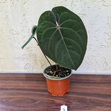 Load image into Gallery viewer, #3 Anthurium Hoffmanii