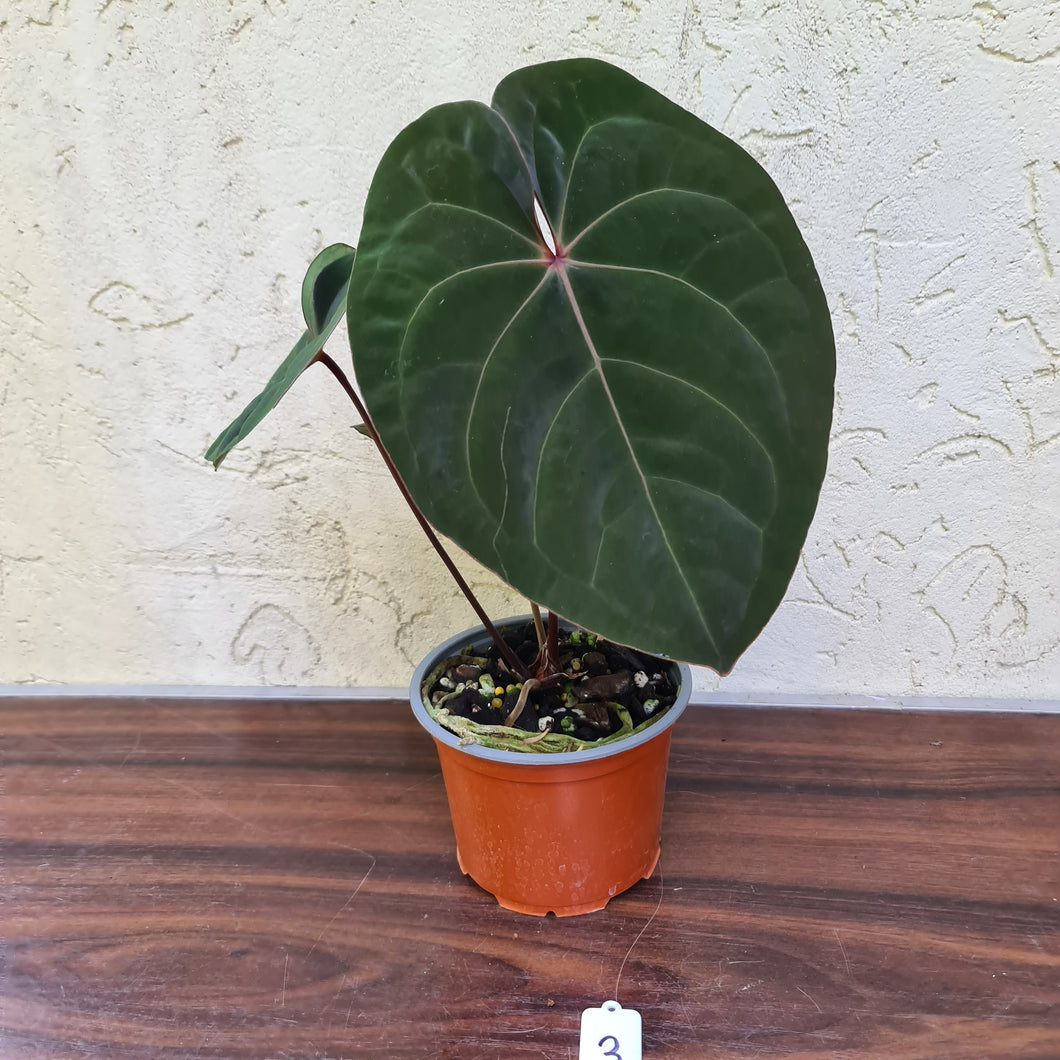 #3 Anthurium Hoffmanii