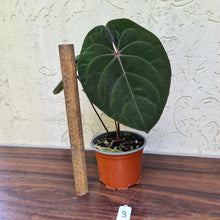 Load image into Gallery viewer, #3 Anthurium Hoffmanii