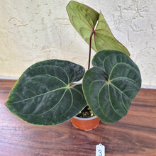 Load image into Gallery viewer, #3 Anthurium Hoffmanii