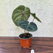 Load image into Gallery viewer, #3 Anthurium Hoffmanii