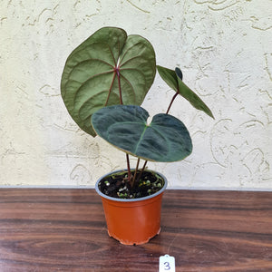 #3 Anthurium Hoffmanii