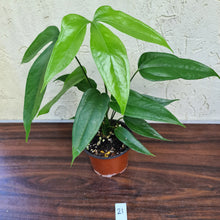 Load image into Gallery viewer, #21 Anthurium Digitatum