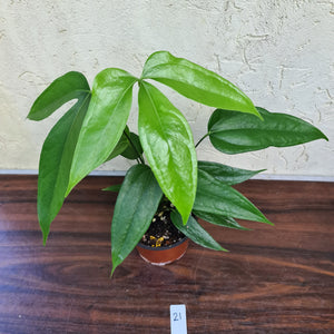 #21 Anthurium Digitatum