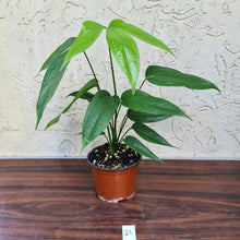 Load image into Gallery viewer, #21 Anthurium Digitatum