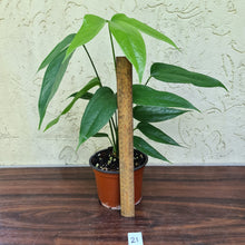 Load image into Gallery viewer, #21 Anthurium Digitatum